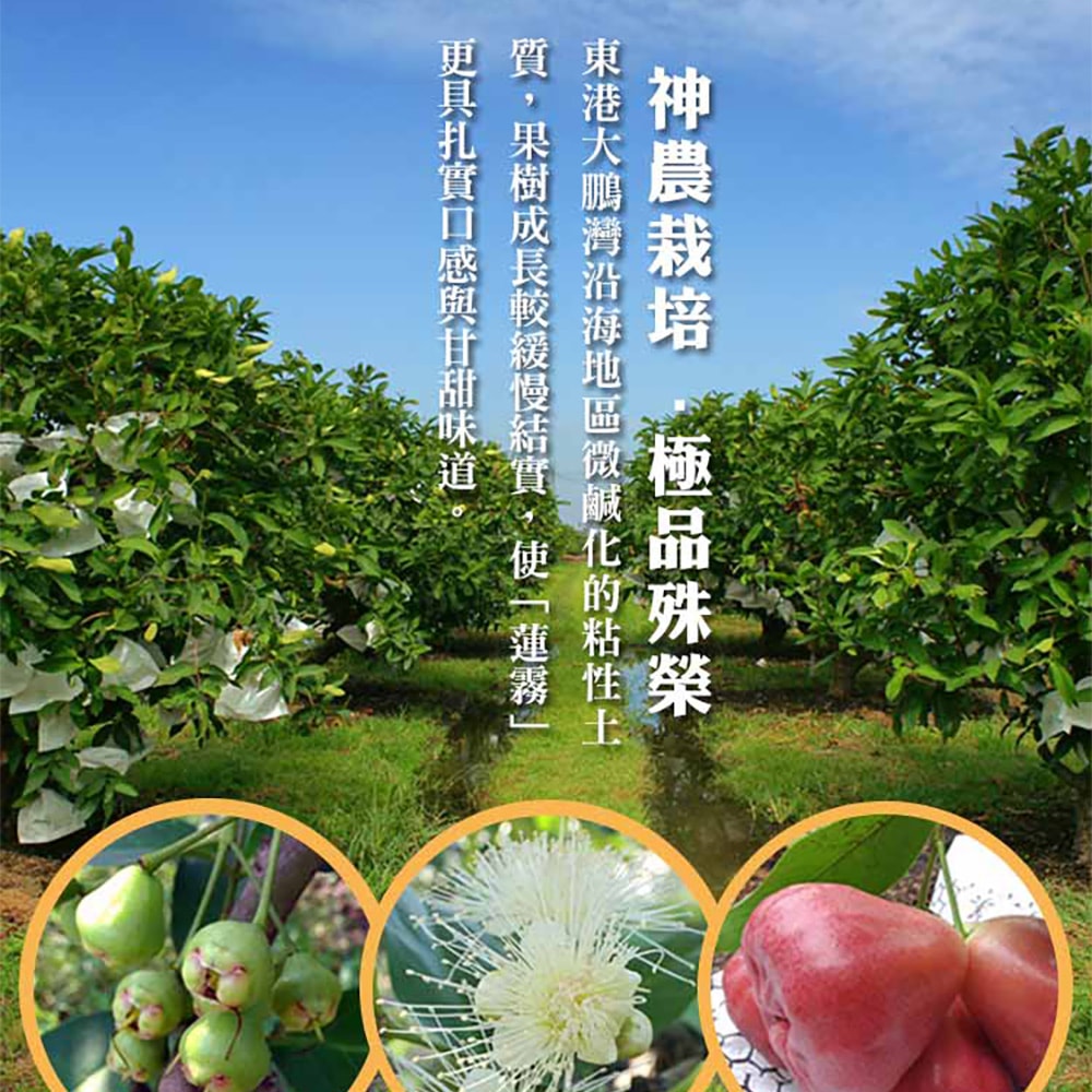 【愛上新鮮】老饕級-神農黑珍珠蓮霧1箱(2.4kg/箱;約22~25顆裝) 預購 常溫配送