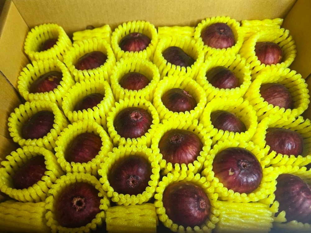 【帕查嬤嬤】🇹🇼台灣最高階 生命之果 無花果❤️｜台灣無花果禮盒