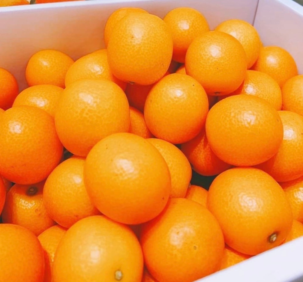 【帕查嬤嬤】🇯🇵日本 鹿兒島《春姬》溫室金桔 500g透明盒裝🍊|日本鹿兒島金桔