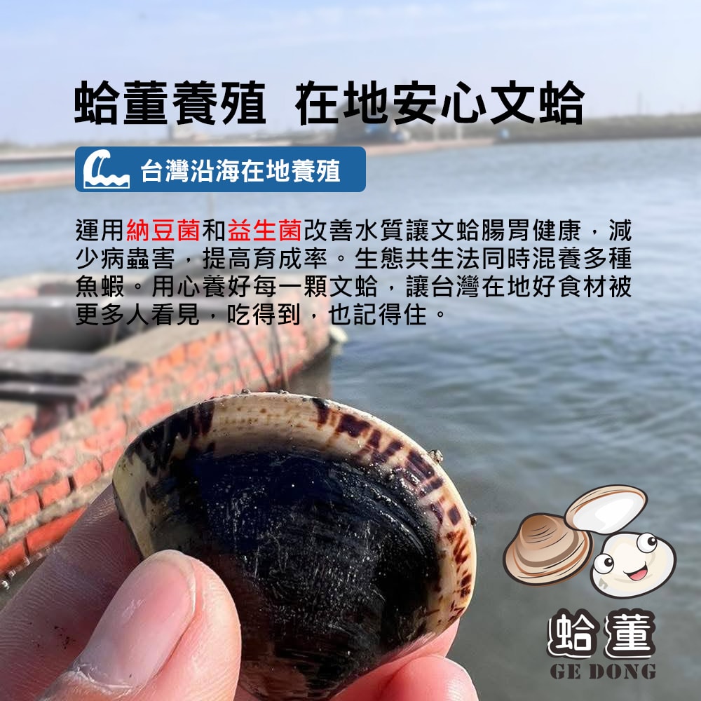 【蛤董養殖】預購 納豆菌友善養殖新鮮文蛤x5包(600g/包_產地直送_冷藏宅配)下訂後9個工作天內出貨