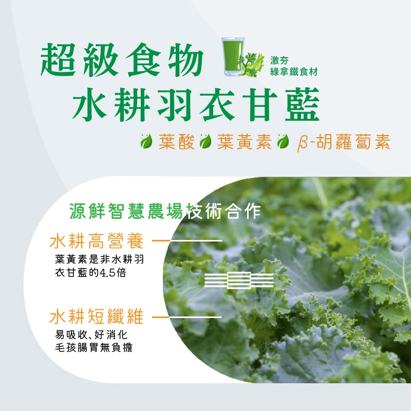 【hojja 賀家】24罐組 最愛罐罐 台灣米其林貓主食罐80g 98%含肉量 高蛋白低碳水 不含人工化學香料防腐劑 全齡貓 貓罐頭