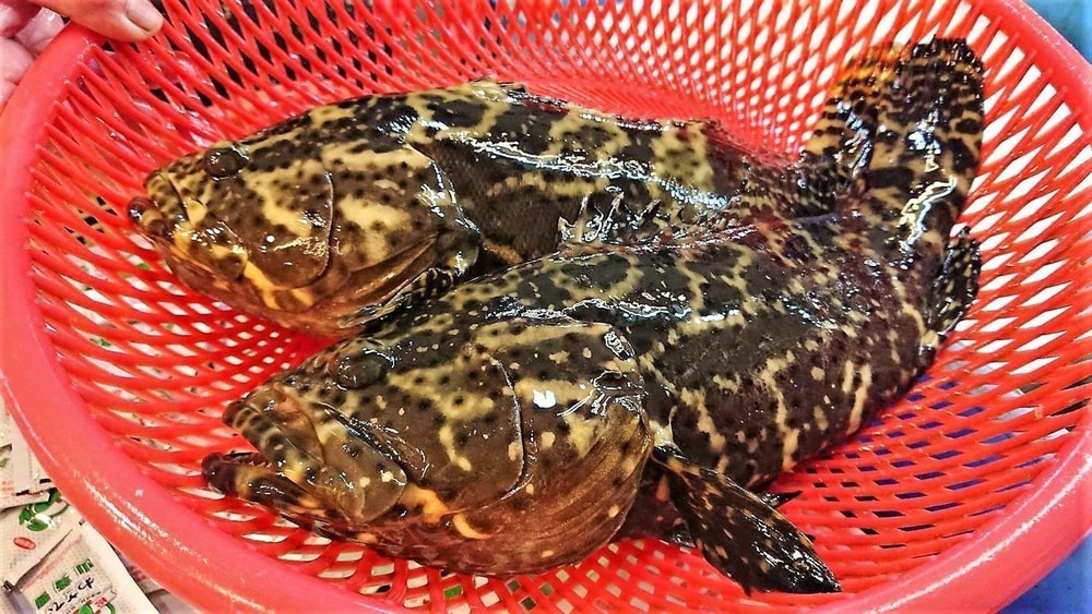 【勝傑水產】台灣條凍龍虎斑 (600-700g)*2尾