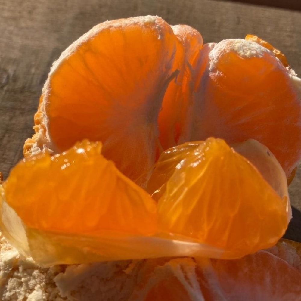 【日本JA全農】靜岡縣位田農園溫州大蜜柑(8kg/原裝箱)(約50~55顆)｜無農藥農法｜皮薄無籽多汁｜日本原裝進口直送