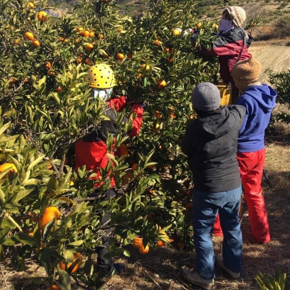 【日本JA全農】靜岡縣位田農園溫州大蜜柑(8kg/原裝箱)(約50~55顆)｜無農藥農法｜皮薄無籽多汁｜日本原裝進口直送