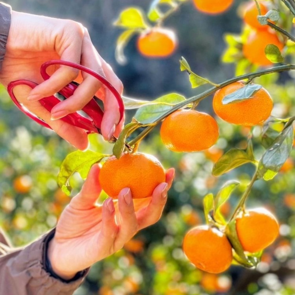 【日本JA全農】靜岡縣位田農園溫州大蜜柑(8kg/原裝箱)(約50~55顆)｜無農藥農法｜皮薄無籽多汁｜日本原裝進口直送