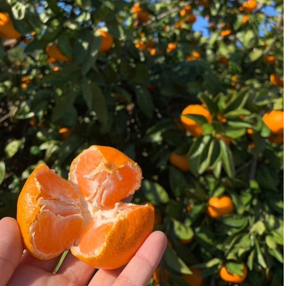 【日本JA全農】靜岡縣位田農園溫州大蜜柑(8kg/原裝箱)(約50~55顆)｜無農藥農法｜皮薄無籽多汁｜日本原裝進口直送