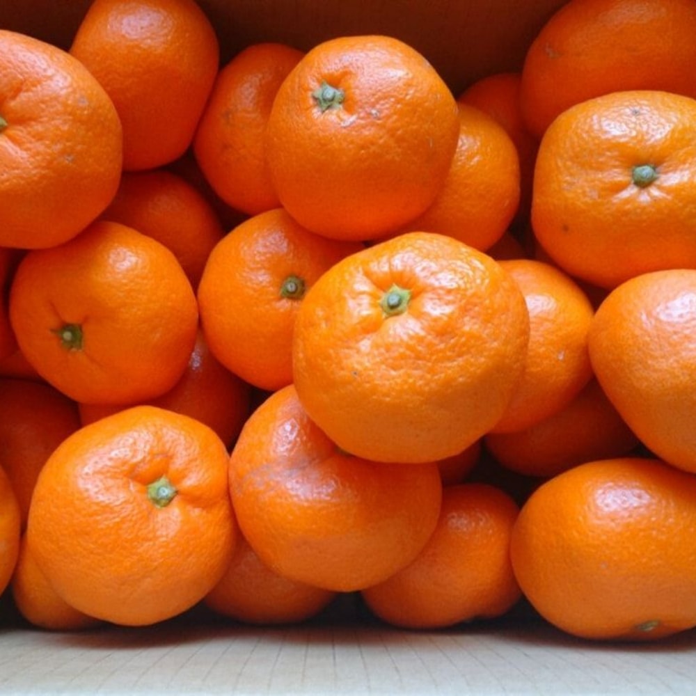 【日本JA全農】靜岡縣位田農園溫州大蜜柑(8kg/原裝箱)(約50~55顆)｜無農藥農法｜皮薄無籽多汁｜日本原裝進口直送