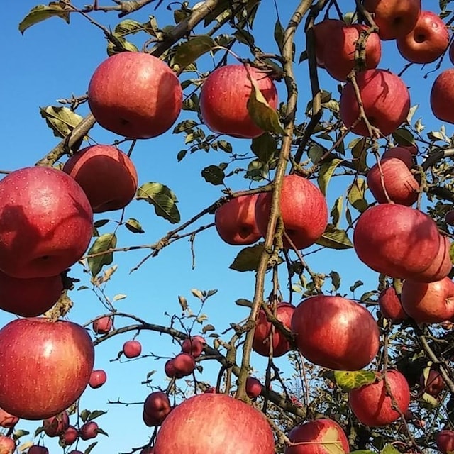 【日本JA全農】日本山形雙色蘋果6入禮盒，共2盒