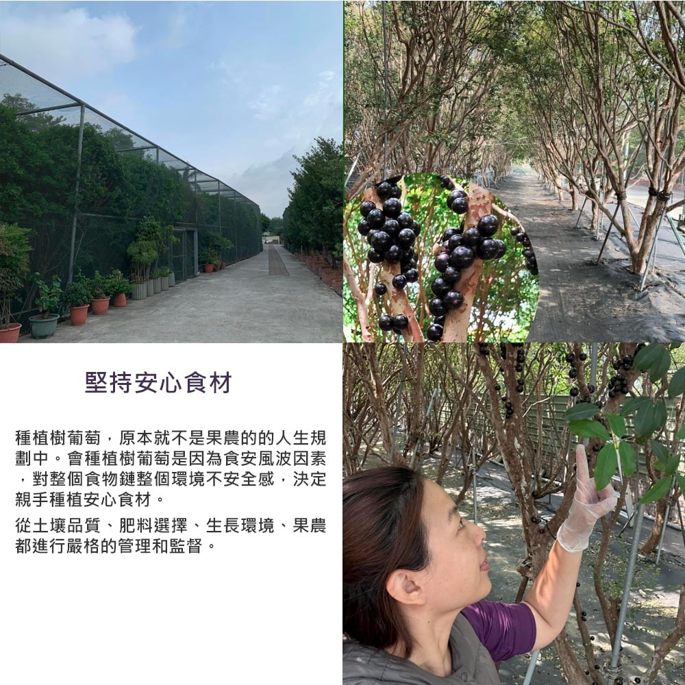 【優質嚴選】【樹葡萄果園】冷凍鮮採樹葡萄6斤x1箱(3斤/包_小果_冷凍宅配_產地直送)，下訂後4個工作天內出貨