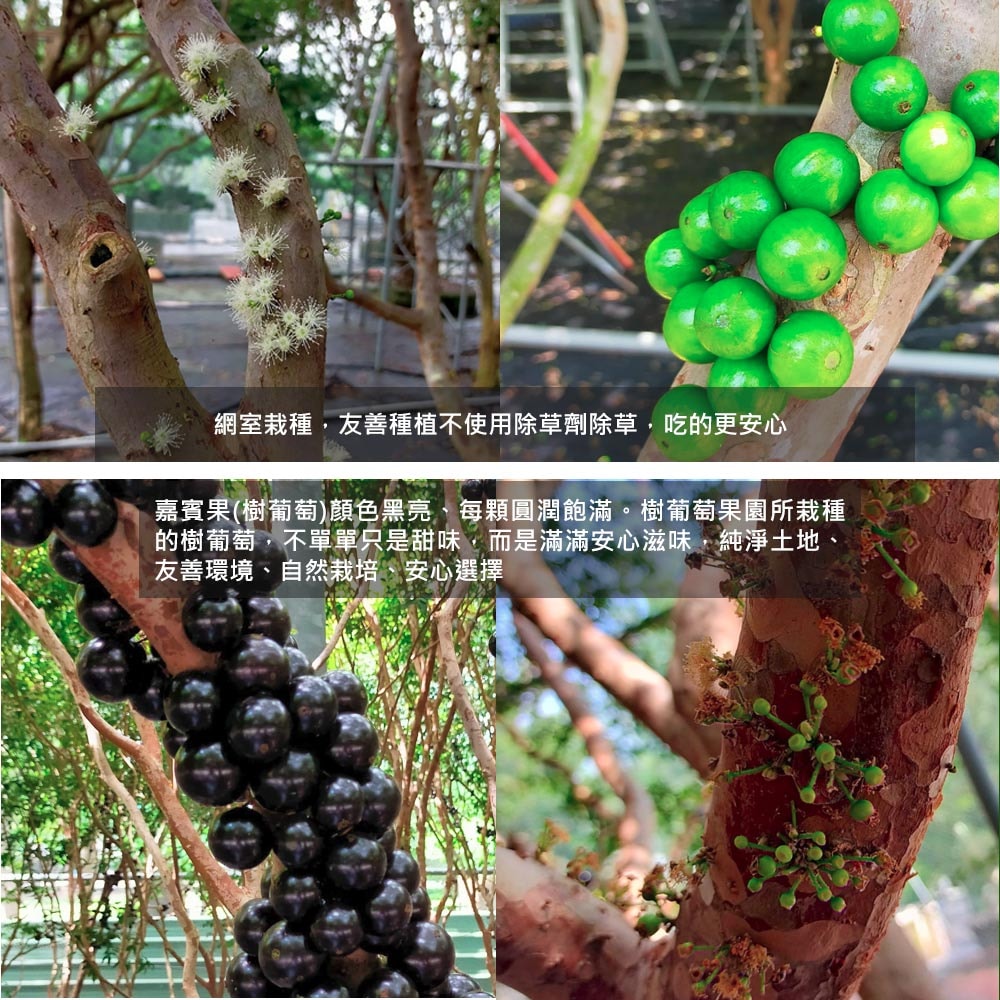 【優質嚴選】【樹葡萄果園】冷凍鮮採樹葡萄6斤x1箱(3斤/包_小果_冷凍宅配_產地直送)，下訂後4個工作天內出貨