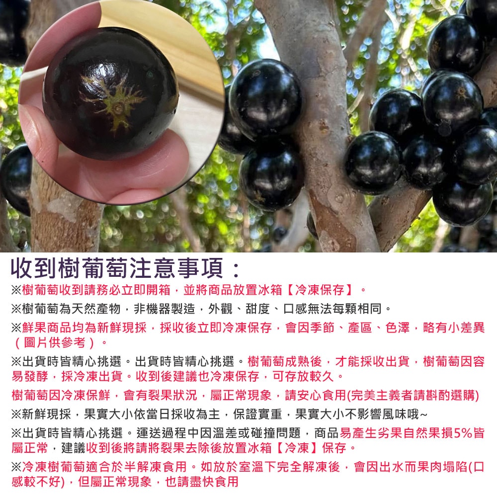 【優質嚴選】【樹葡萄果園】冷凍鮮採樹葡萄6斤x1箱(3斤/包_小果_冷凍宅配_產地直送)，下訂後4個工作天內出貨