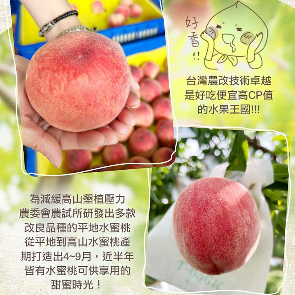 【愛上新鮮】台灣鮮採水蜜桃6入x2箱(1公斤±1.5%) 預購 低溫配送