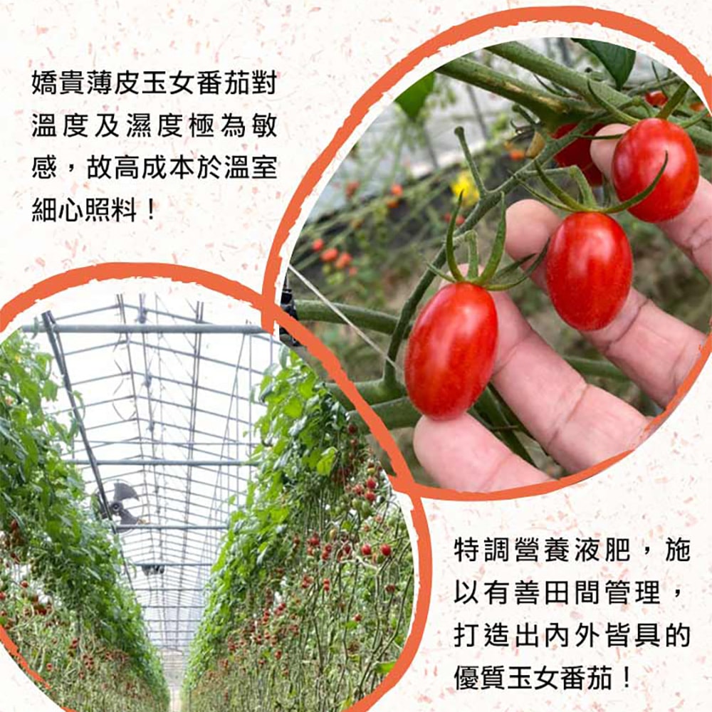 【愛上新鮮】鮮採薄皮玉女小番茄x1箱(1800g(3台斤)/箱)預購 常溫配送
