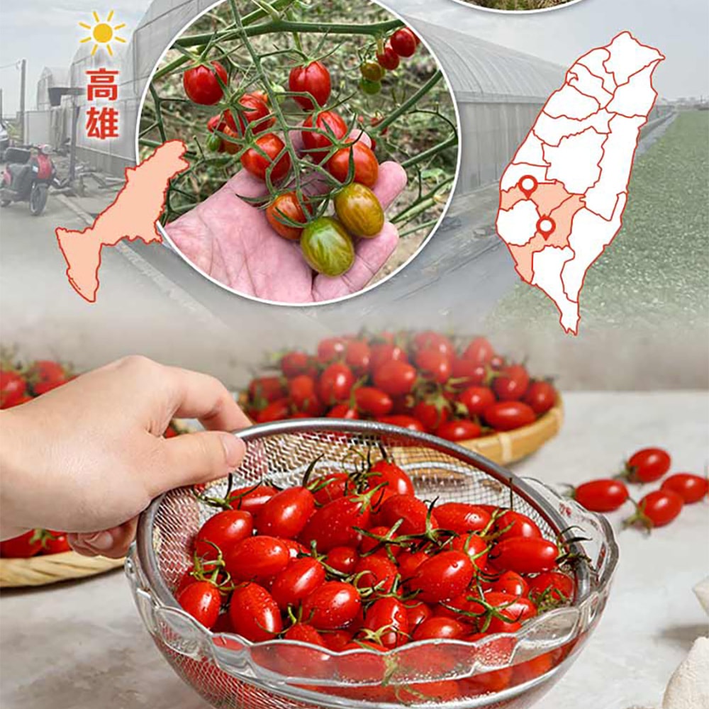 【愛上新鮮】鮮採薄皮玉女小番茄x1箱(1800g(3台斤)/箱)預購 常溫配送