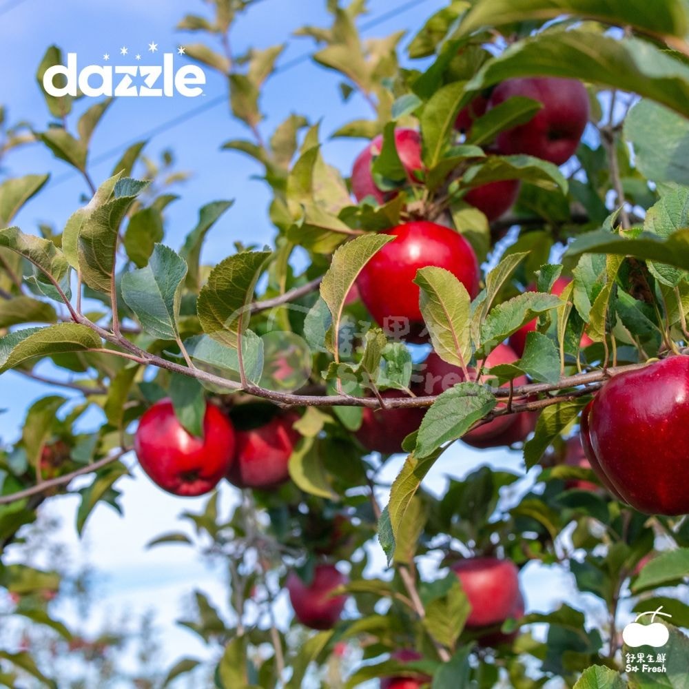 【舒果】#70 紐西蘭 Dazzle 丹爍蘋果 (20顆/約5kg/箱_250g±10g/顆)