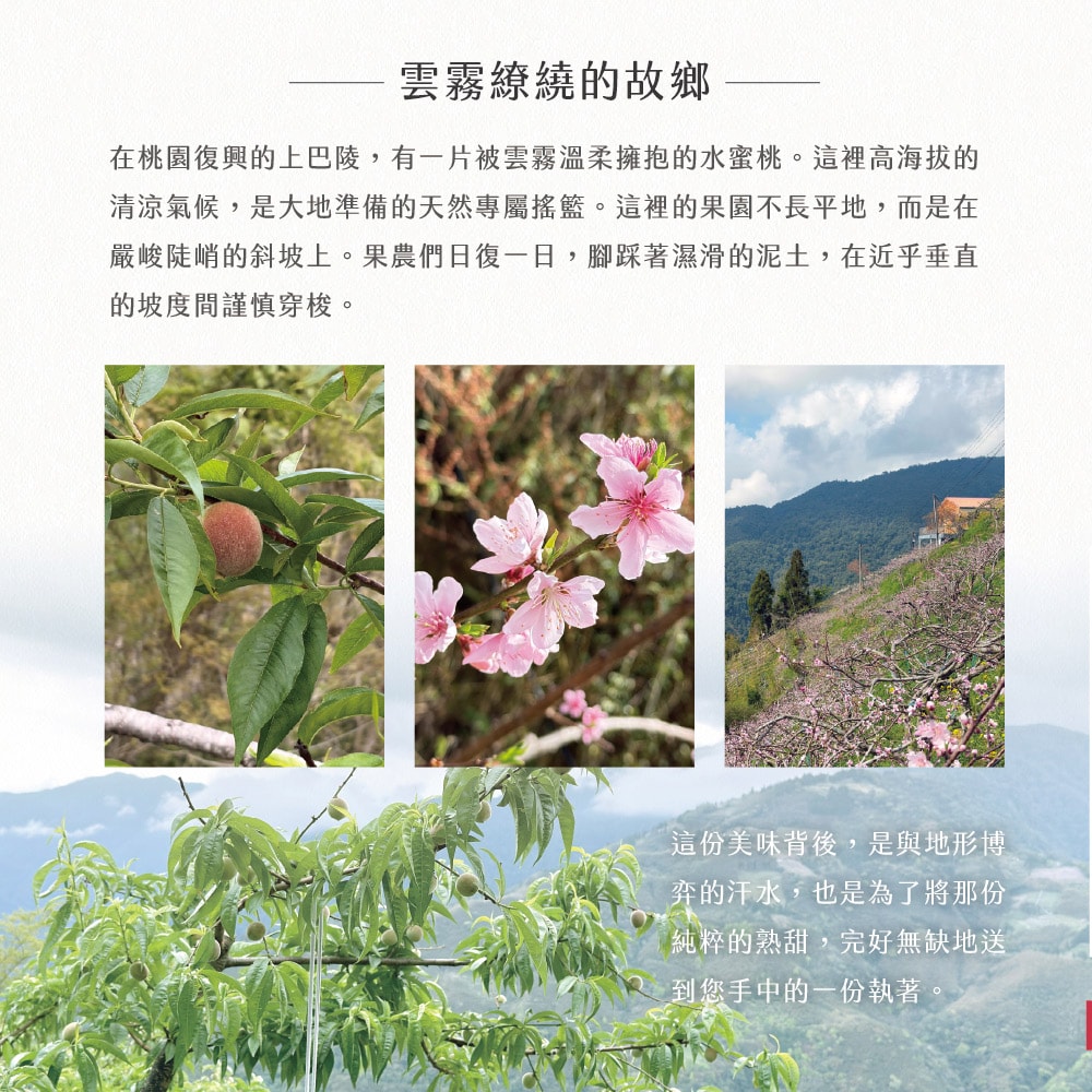 【禾鴻】【拉拉山間果事】拉拉山水蜜桃禮盒6顆裝x2盒(淨重1.35kg/盒_媽媽桃五月桃)