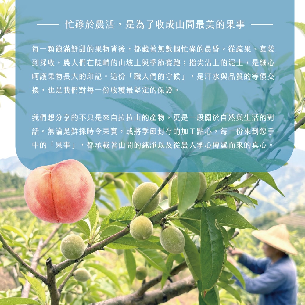【禾鴻】【拉拉山間果事】拉拉山水蜜桃禮盒6顆裝x2盒(淨重1.35kg/盒_媽媽桃五月桃)