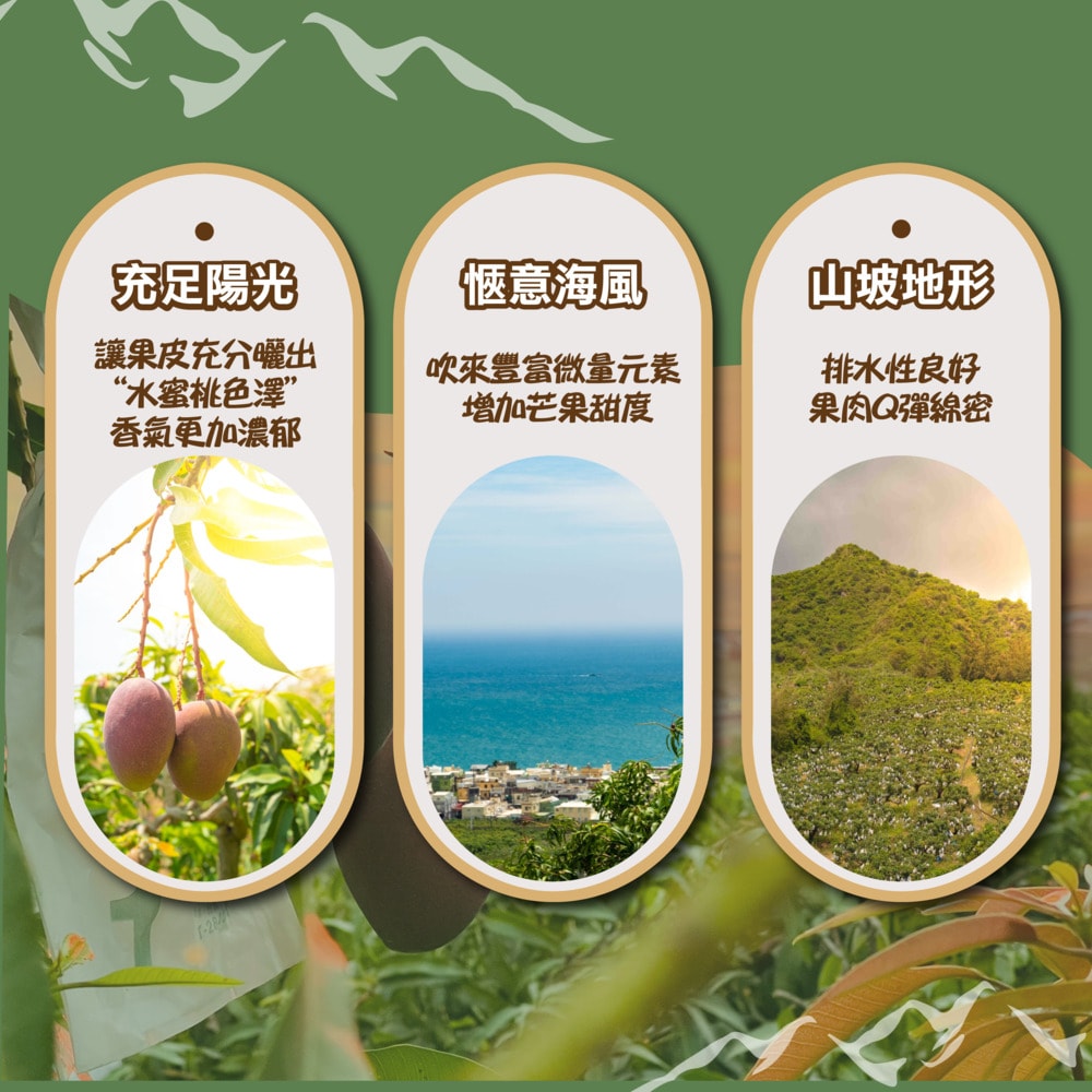 【禾鴻】【超芒人農場】屏東枋山頂級山坡愛文芒果禮盒6kgx1箱(18-20粒/箱_優選級中果)