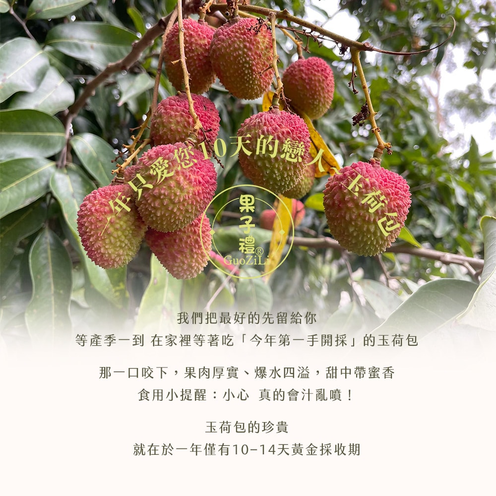 【果子禮】!外銷等級! 32mm+玉荷包(約40-60顆) 2.5台斤/盒x4盒