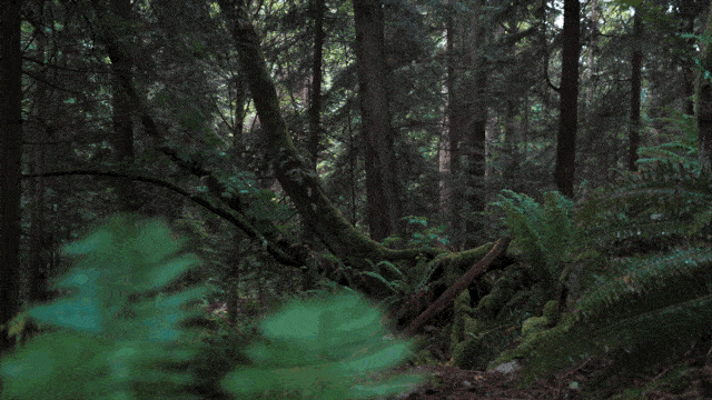 640x360.gif