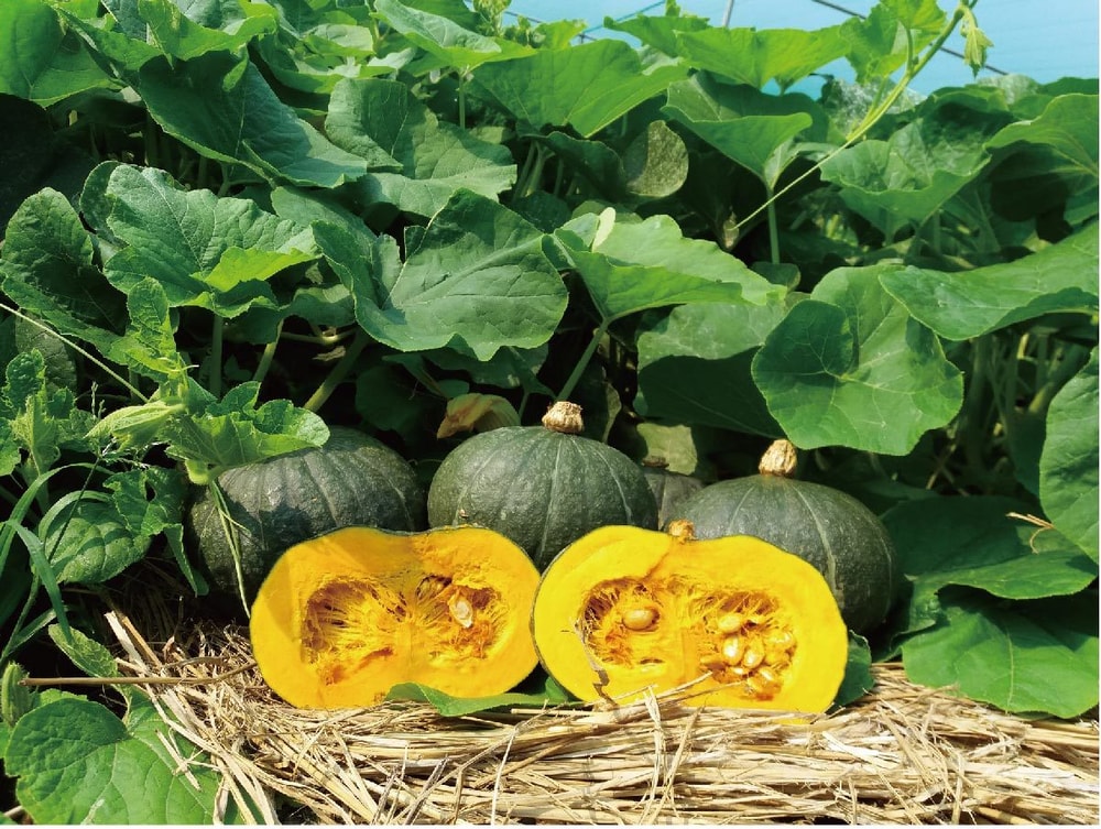 original.jpg?1626333851